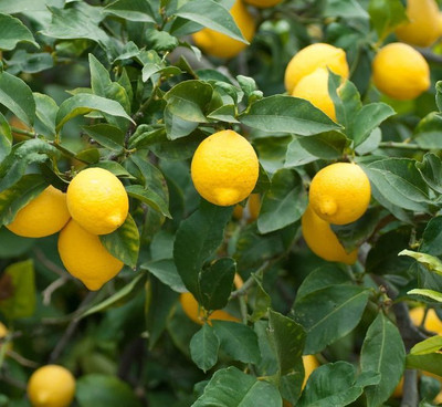 Flipkart SmartBuy Lemon Nimboo Seed(20 per packet)
