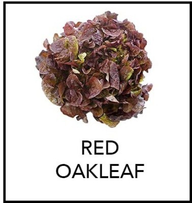 CYBEXIS Red Oakleaf Lettuce-500 Seeds Seed(500 per packet)