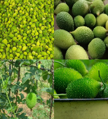 ibains Spine gourd seeds beez 23 Seed(23 per packet)