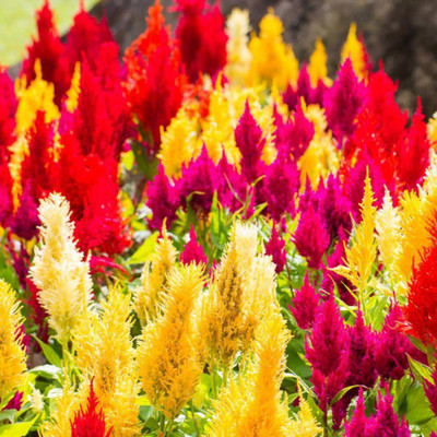 KANAYA Celosia Plumose Ice Cream Mix Flower Seed(10 per packet)