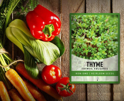 Qualtivate GBPT-7A Thyme(Thymus Vulgaris)Herb Seeds Seed(50 per packet)