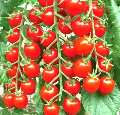 LPR TOMATO SEEDS Seed(30 per packet)