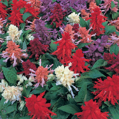Biosnyg Salvia Flower Garden Seeds - Sizzler Series - Mixed[100 Seeds] Seed(100 per packet)