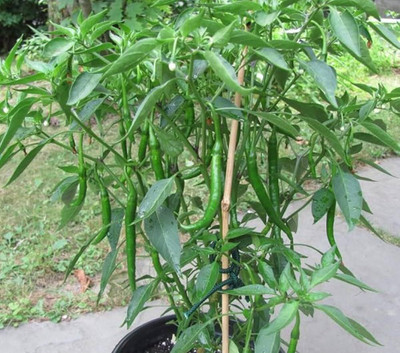 EcoFusion chilli seeds Seed(39 per packet)