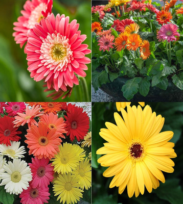 ibains Gerbera flower seeds beez 30 Seed(30 per packet)