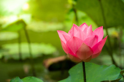 classic green earth lotus,kamal gatta Seed(10 per packet)