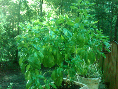 WILLVINE GIANT AFRICAN TREE BASIL SEED FRAGRANT-[2000 Seeds] Seed(2000 per packet)