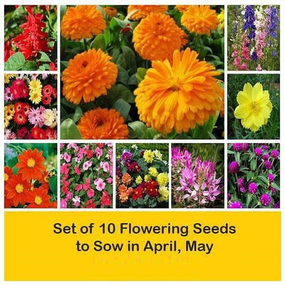 CYBEXIS Combo of 10 Flowering Seeds to Sow in April, May Seed(10 g)