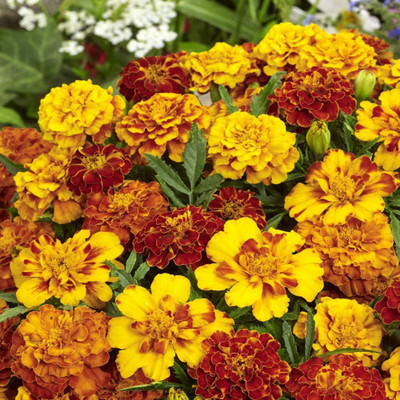 CYBEXIS LX-13 - Marigold Flower Mix - (750 Seeds) Seed(750 per packet)