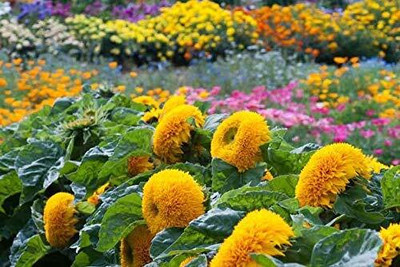 CRGO SUNFLOWER , SURAJMUKHI Seed(20 per packet)