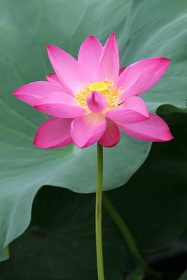 jui halder lotus,kamal gatta Seed(10 per packet)