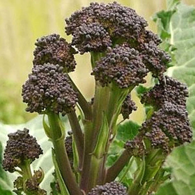 VibeX ® VLR-502 Early Purple Sprouting Broccoli Seed(200 per packet)