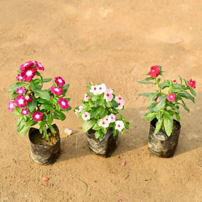 ibains Sadabahar flower seeds Seed(77 per packet)