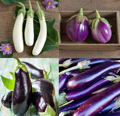 VibeX ® VLR-779 Collection Set Brinjal (Multi) 4 Varieties Seed(200 per packet)