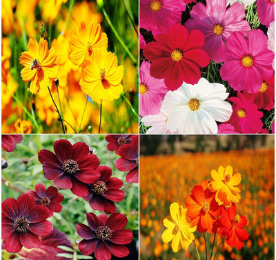 Aywal Cosmos - Double Click Mixed - High Germination Seed(5 g)