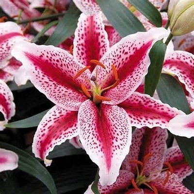 Cloud Farm Lily Plant Seed(2 per packet)