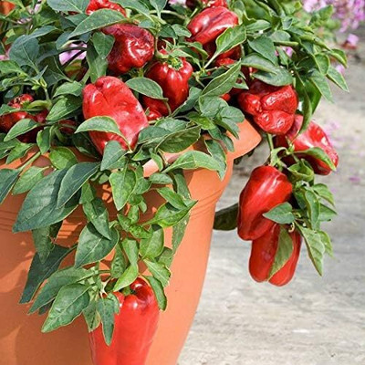 Qualtivate ICRA-5A Red CAPSICUM SIMLAMIRCHI SEEDS Seed(100 per packet)