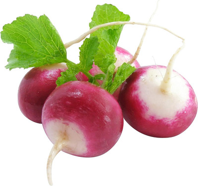 Qualtivate PUA-8A Sparkler Radish - Heirloom Seed(300 per packet)