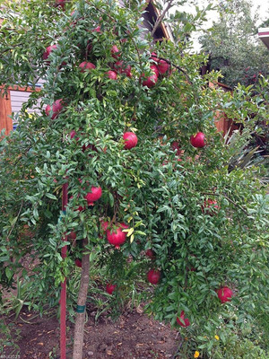 CYBEXIS LX-81 - Rare Fruit Big Pomegranate - (90 Seeds) Seed(90 per packet)