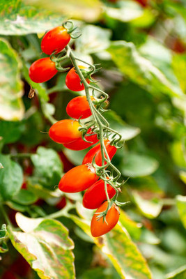Aura Kriya tomato Seed(100 per packet)