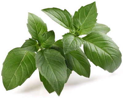 OFKEN Basil - Italian Large Leaf Seed(80 per packet)