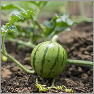 KNESSiN Red High Yield Hybrid Watermelon Seed(50 per packet)