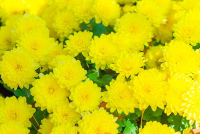 RAIYARAJ marigold/gende ka phool flower seeds Seed(75 per packet)