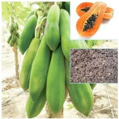 KNESSiN Dwarf Variety Huge Production Hybrid Papaya[100 Seeds] Seed(100 per packet)