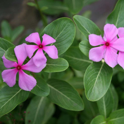 CYBEXIS KGF -71 - Mixed Vinca Rosea Madagascar periwinkle Flower - (60 Seeds) Seed(60 per packet)