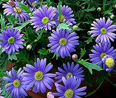 ACCELCROP Morning Glory Tall Mix Flower - Ipomoea Seed(30 per packet)