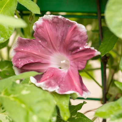Qualtivate LX-227 Morning Glory Chocolate Seeds Seed(50 per packet)