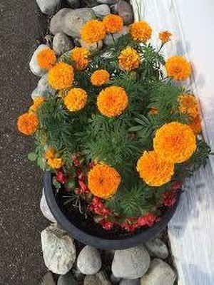 ibains Winter marigold flower seeds Seed(77 per packet)