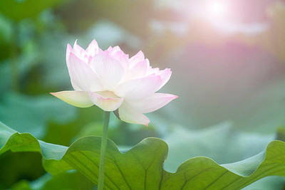 Rawmest lotus,kamal gatta Seed(14 per packet)