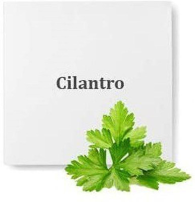 VibeX HUA-14 - Calypso' Cilantro - (250 Seeds) Seed(250 per packet)