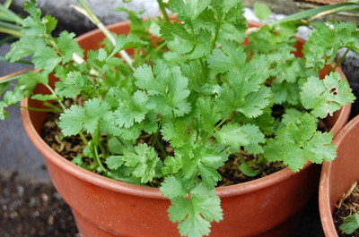 CRGO CORIANDER , HARA DHANIYA Seed(120 per packet)