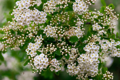 mixera gypsophila flower Seed(25 per packet)