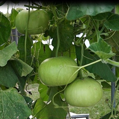 Qualtivate PUA-6A Open Pollinated Bottle Gourd Round Seeds Seed(50 per packet)