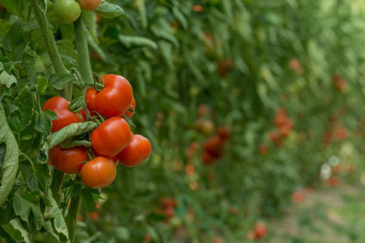 sarvottam creation tomato Seed(70 per packet)