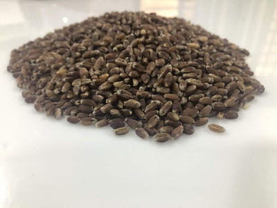 CRGO BLACK WHEATGRASS , KALA GEHUN Seed(2000 per packet)