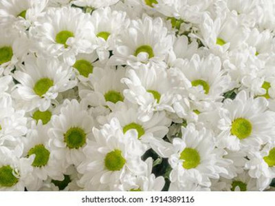 Mozette Exotic chrysanthemum white Seed(33 per packet)