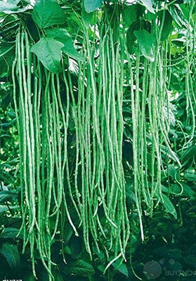 jkfarm Yard long bean, Barbati, Long bean Seed(111 per packet)