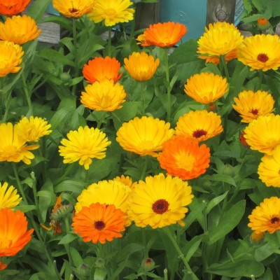 LYRS Calendula Flower - Leaf Tale Calendula Flower Seed For Home Planting -80 Seed(70 per packet)