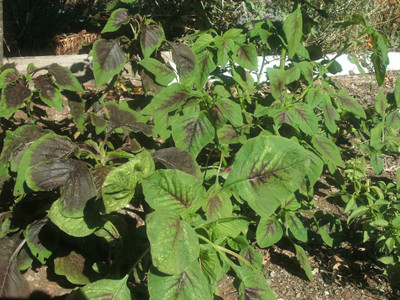 URRO Amaranth Seed(500 per packet)