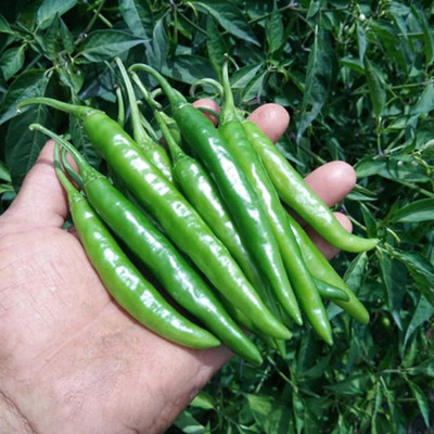 SREE Mix Chilli Seed, CW45 , Chilli Seed For Gardening & Farming,Chilli Hybird Seed(250 per packet)