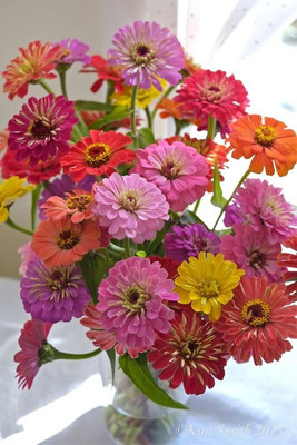 GREENSEA Multi colour Zinnia Flower Seed(63 per packet)