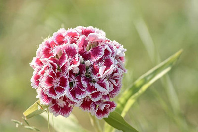 Aywal Sweet William Seed(60 per packet)
