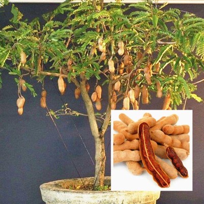 KANAYA IMLI KE BEEJ / TAMARIND SEEDS IMLEE KE BEEJ FOR Home Gardening Seed(10 per packet)