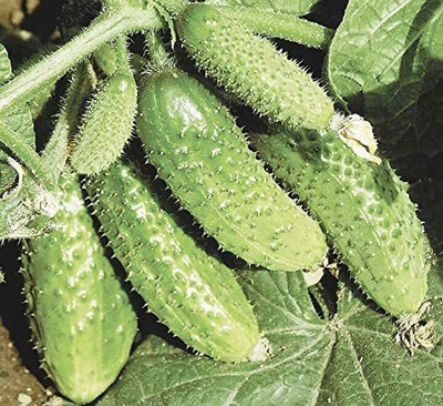 VibeX ® XXL-600 Cucumber Bush Gherkin Early Pickling Seed(200 per packet)