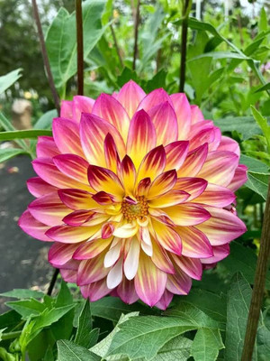 ibains Daliya flower mix seeds Seed(63 per packet)