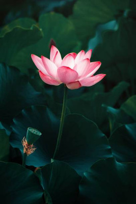 Harsh Impex lotus,kamal gatta Seed(11 per packet)